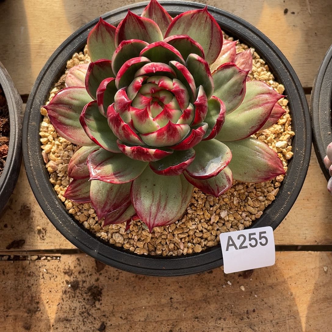 255多肉植物多肉植物