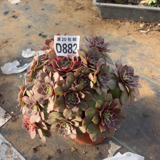 882粉花妖不包断枝