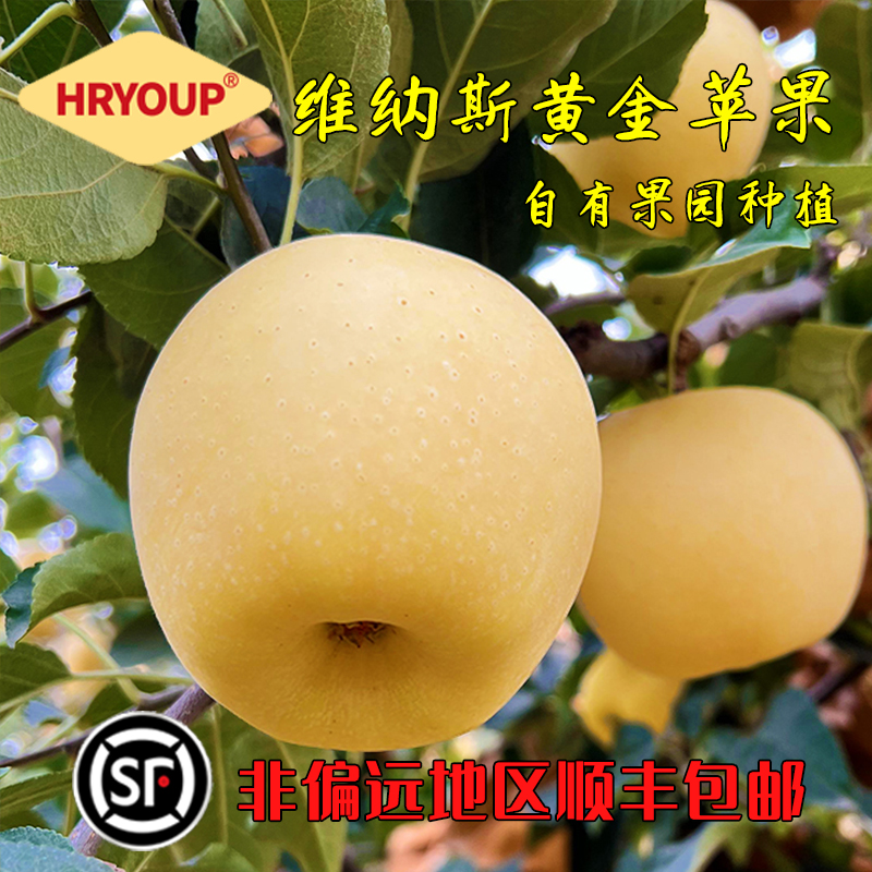 HRYOUP非偏远顺丰正宗维纳斯黄金果锈雀斑苹果烟台发货脆甜无酸