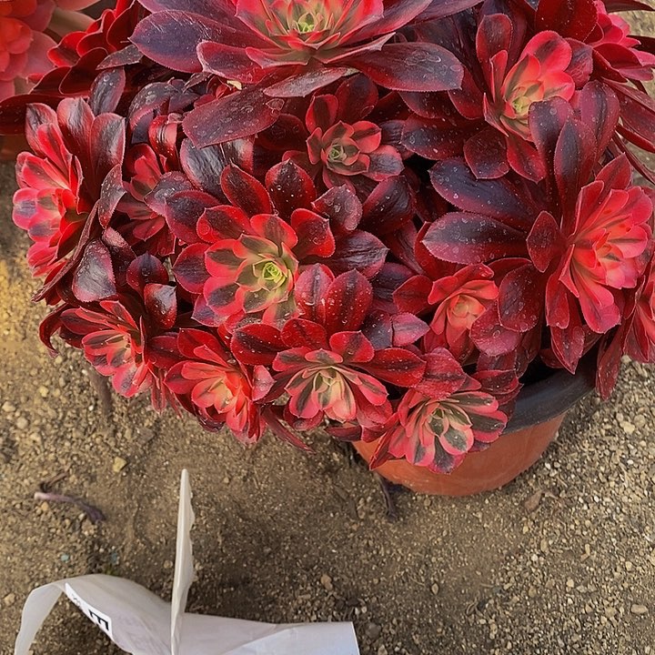 多肉美杜莎413多肉