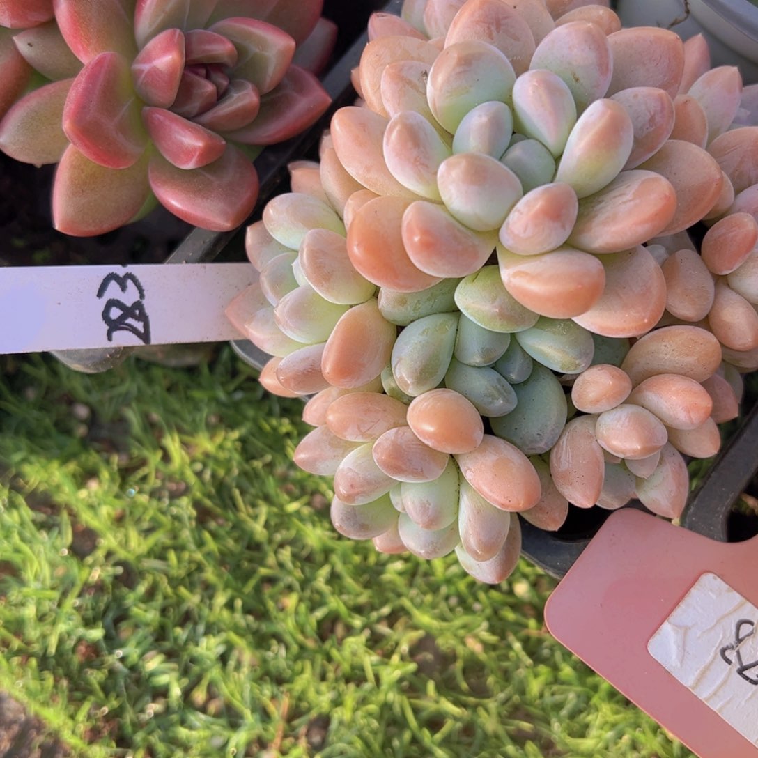 香玉等多种名贵的产品和服务