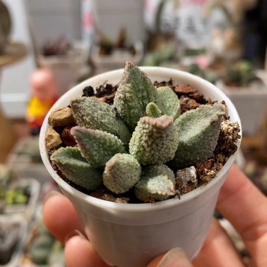 翡翠杂水泡多肉植物