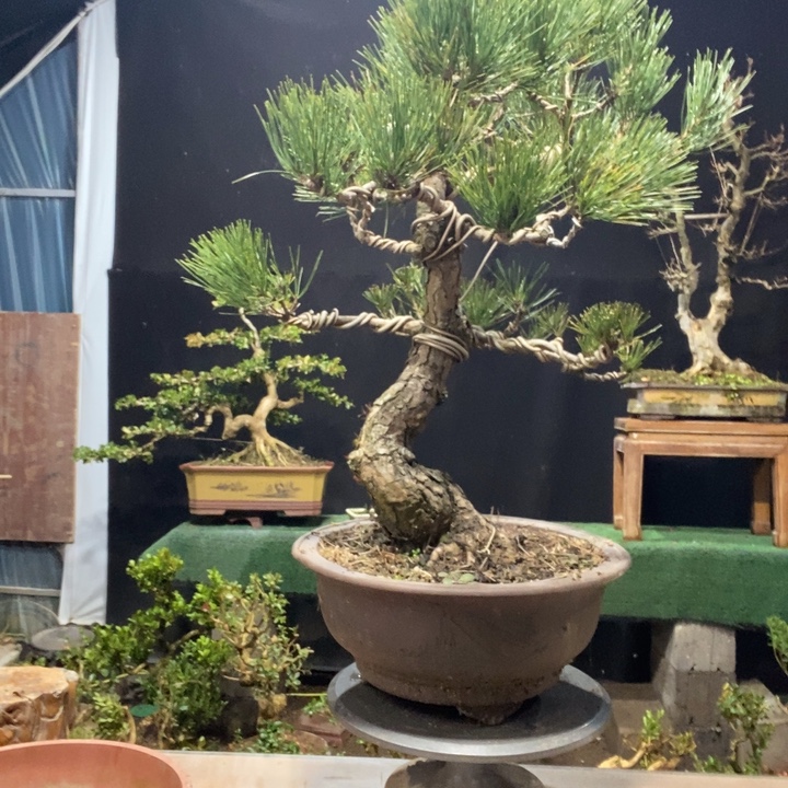 无花朵黄杨木雕艺术类招生