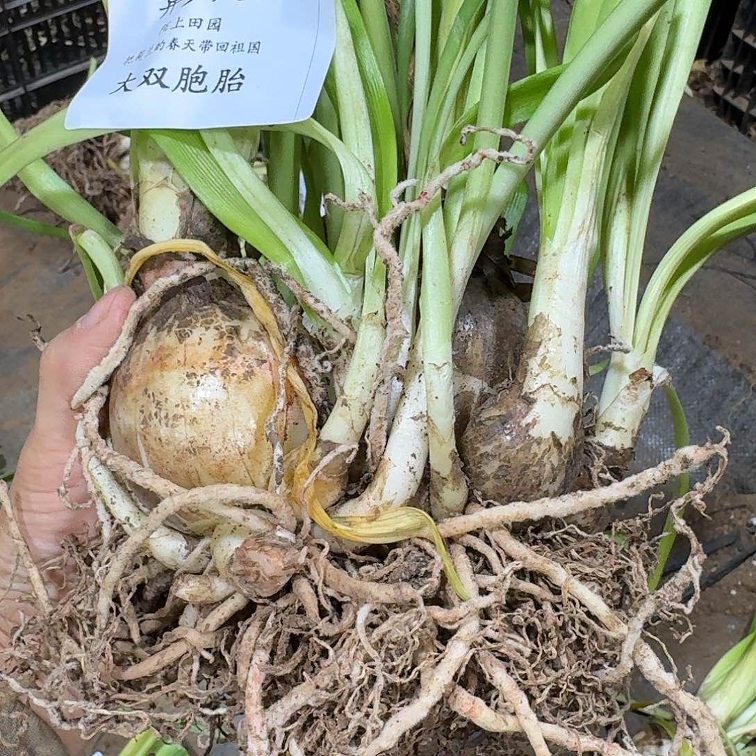 异乡人大双胞胎开花球