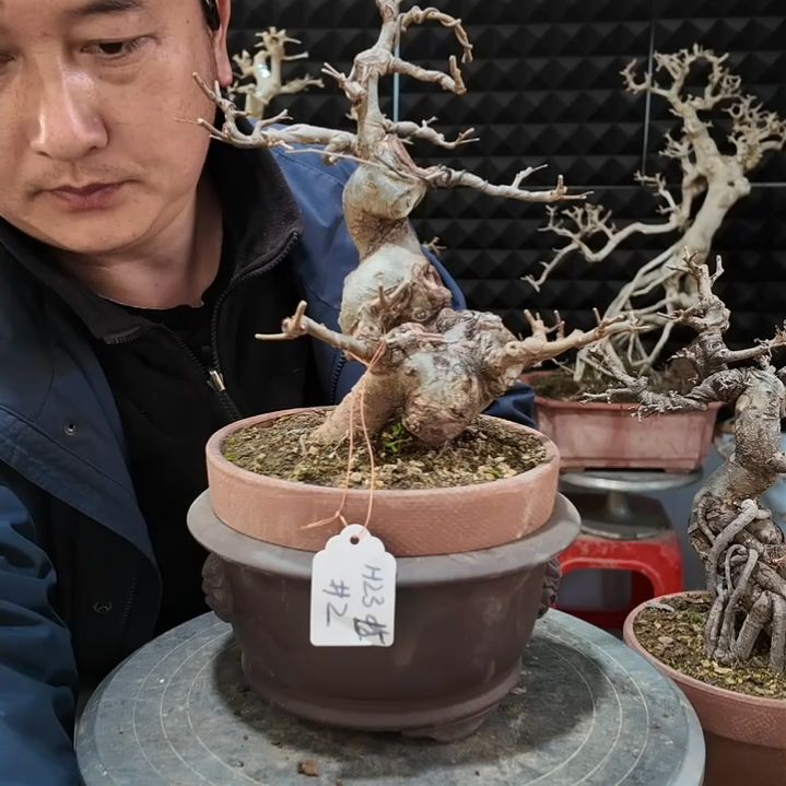 无花朵榆树盆景一个换紫砂盆