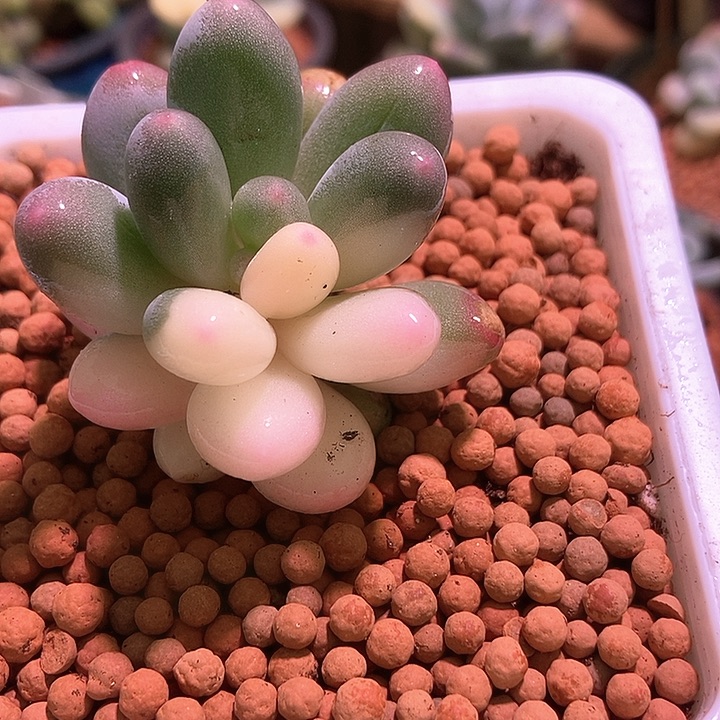 彩虹杂蛋黄奶酪锦多肉植物