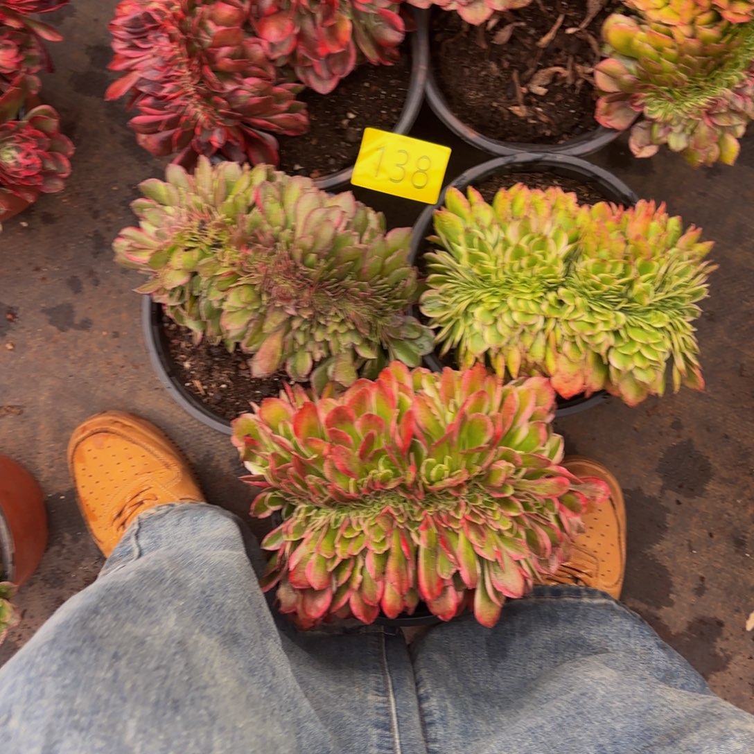 *****哈哈多肉葡萄福利福利来138