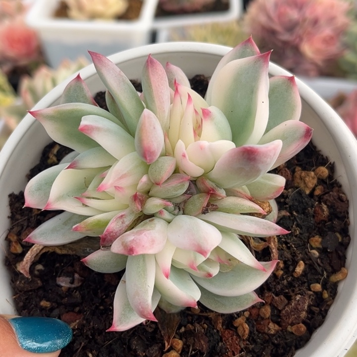 吉娃娃锦群生一颗价