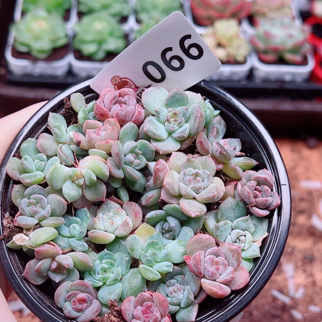 多肉植物多肉植物