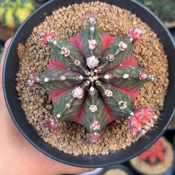 泰系米哈实生母本仙人球240