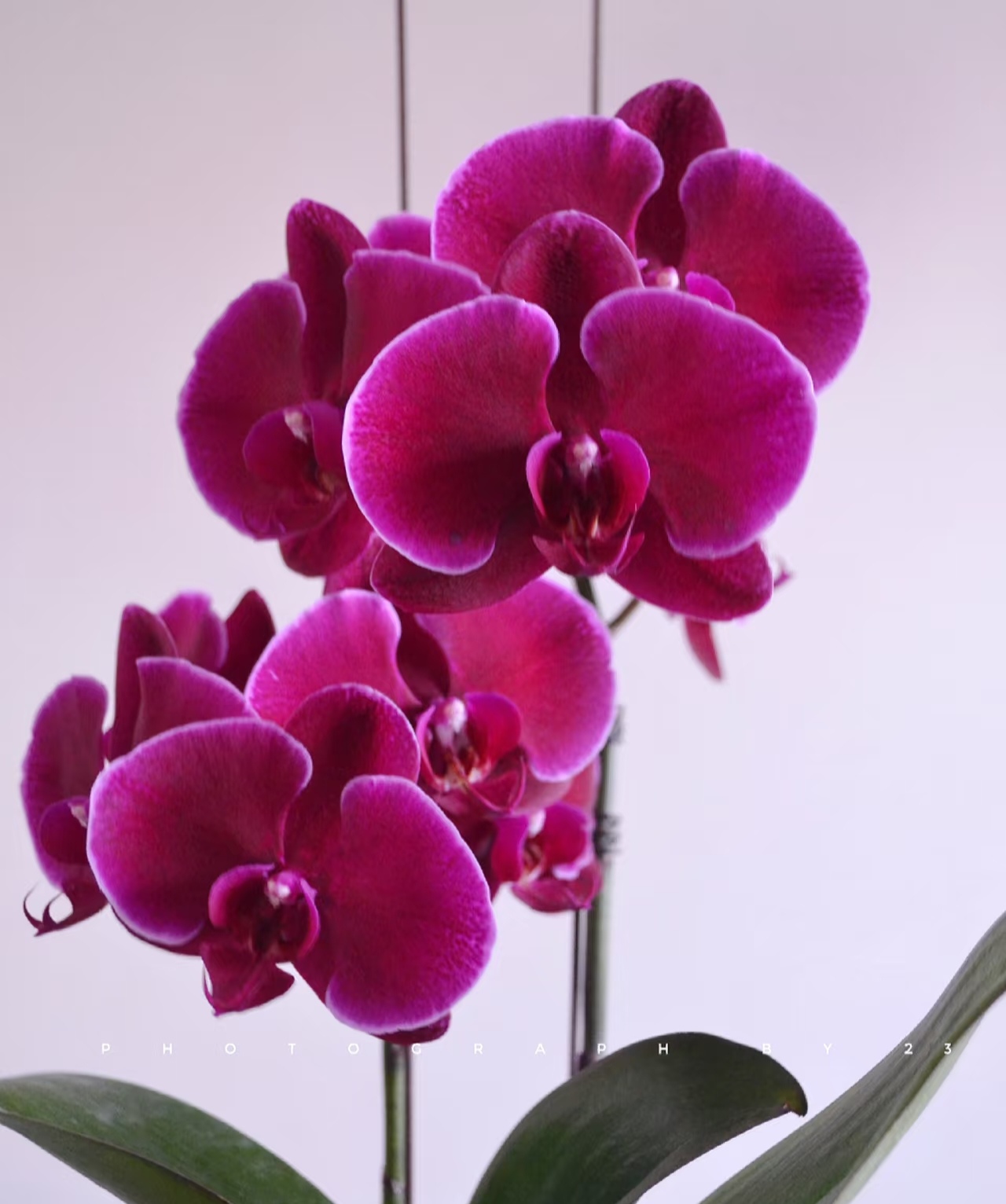 蝴蝶兰红天鹅稀有品种3.0寸杯带花剑，叶子微瑕疵