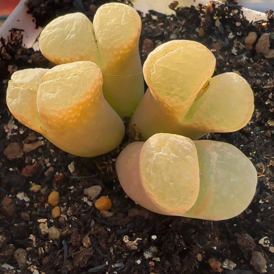 新年快乐多肉大福50号