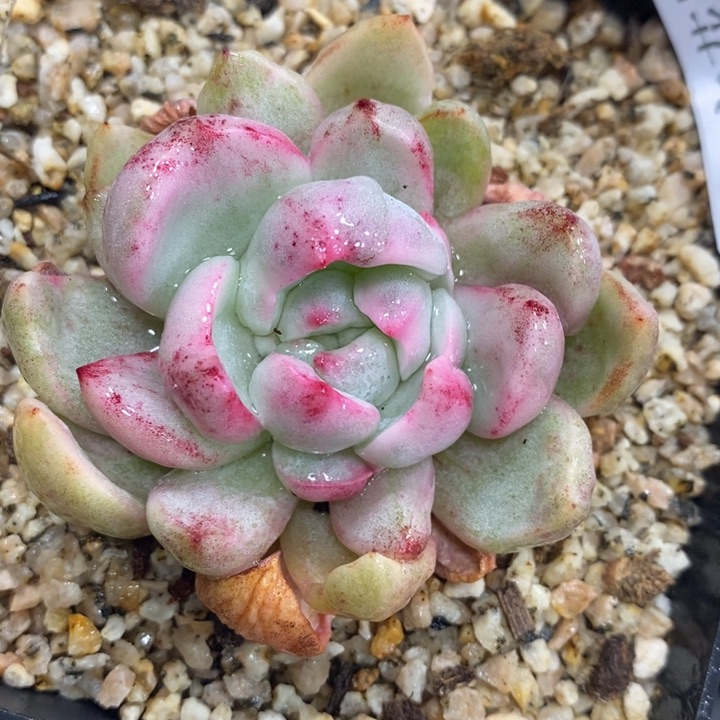 503香槟锦单头凑包邮