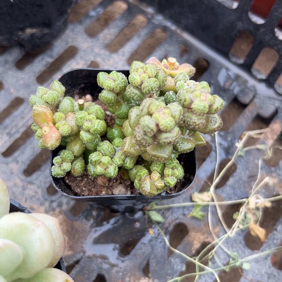 多肉植物多肉植物