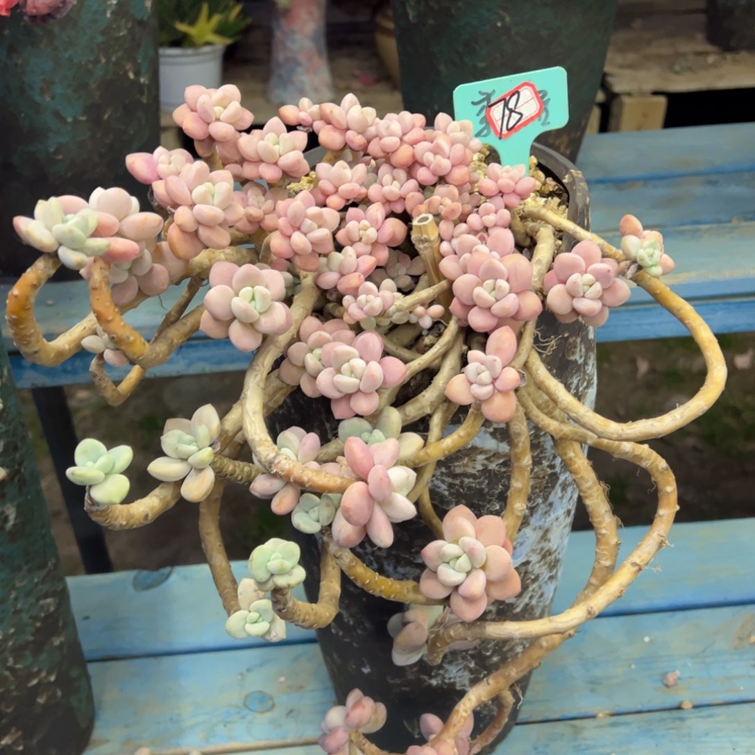 老桩洛神裸肉发货