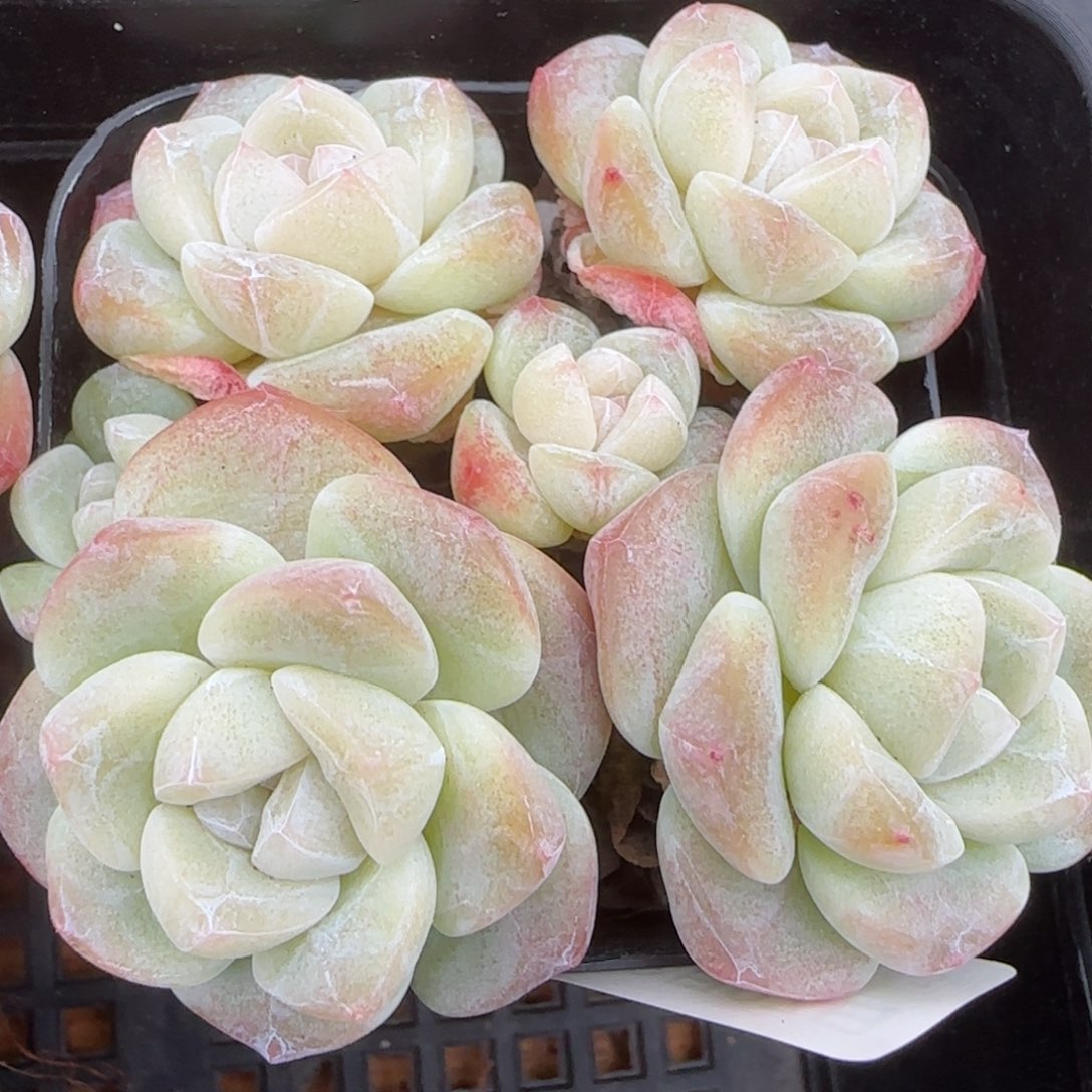 花语逸镜0207-532