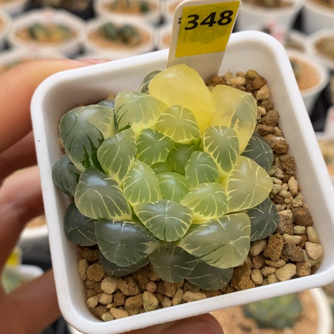 348实生湖水多肉植物