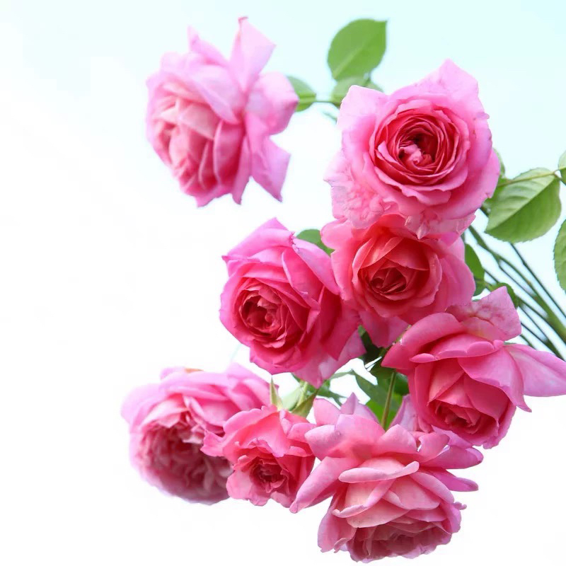 欢迎 藤本 大花 强香 月季苗 阳台 楼顶 庭院 盆栽绿植母本特大苗