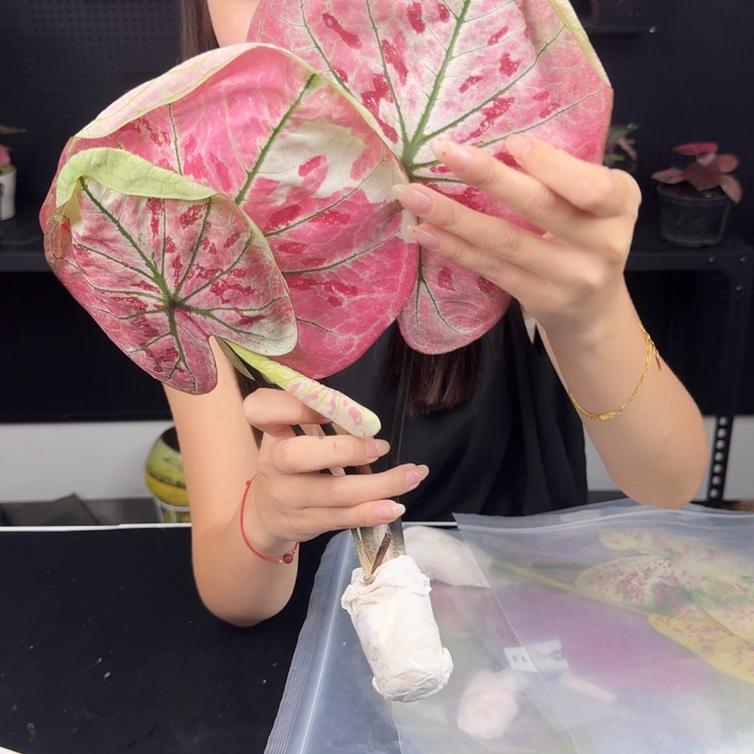 完全开放泰彩Q114