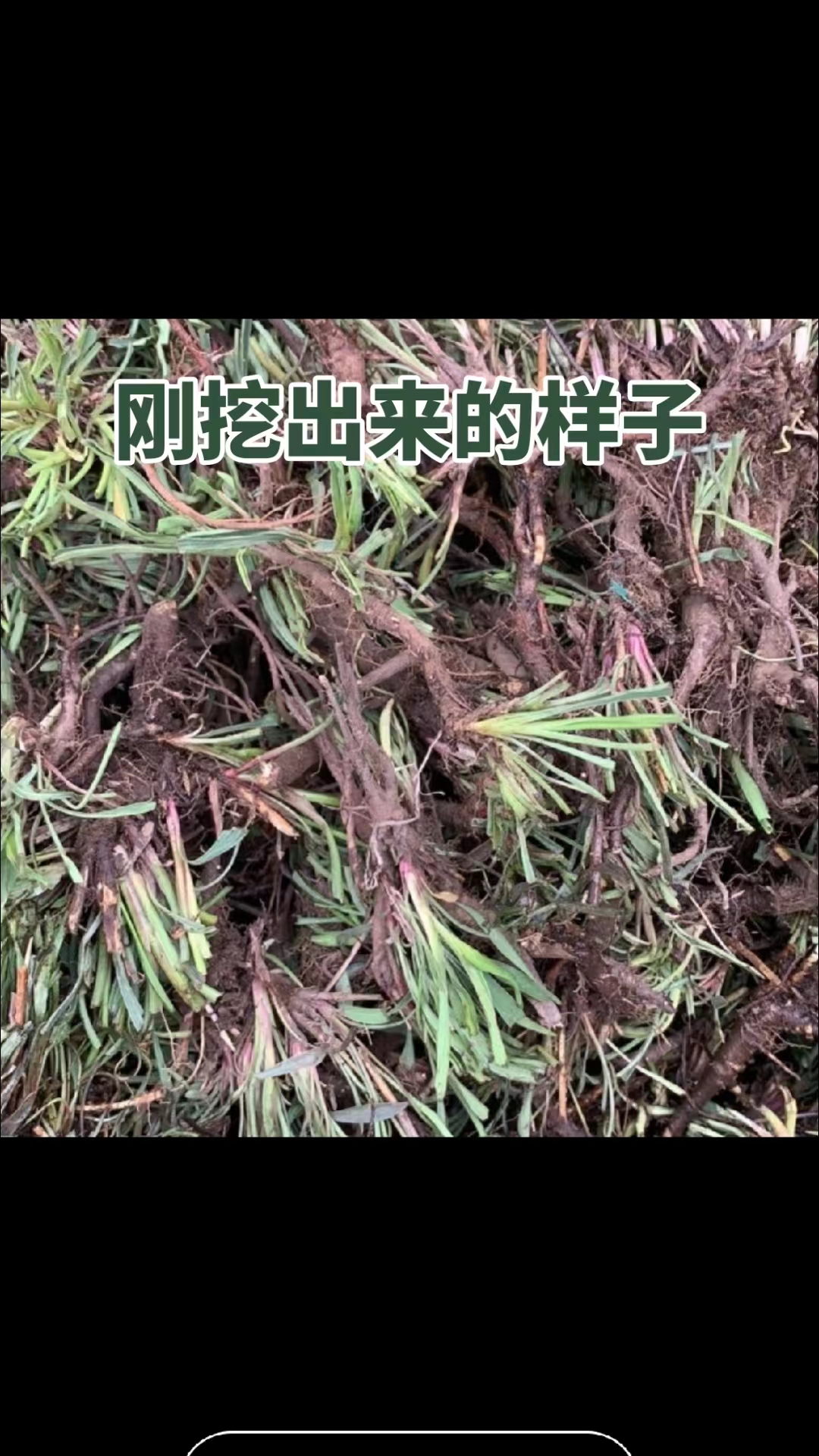 甘肃大山里北柴胡