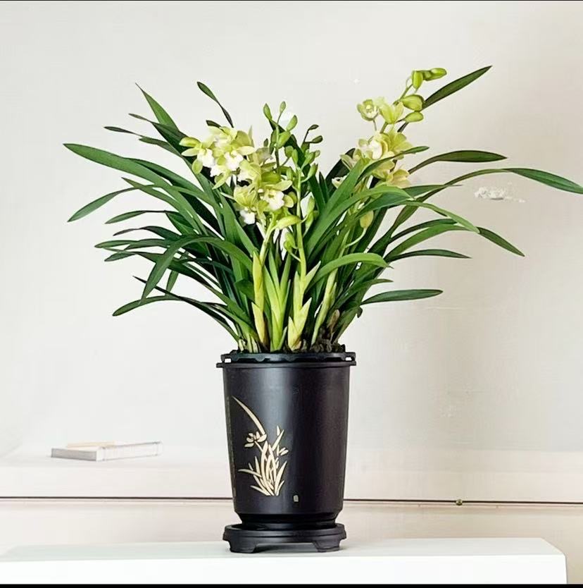 ［带3-5支花剑］香水香兰带古风盆浓香型大花惠兰 室内盆栽
