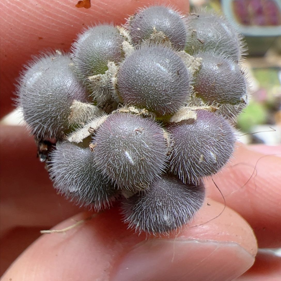 【闪购商品】26 s毛球