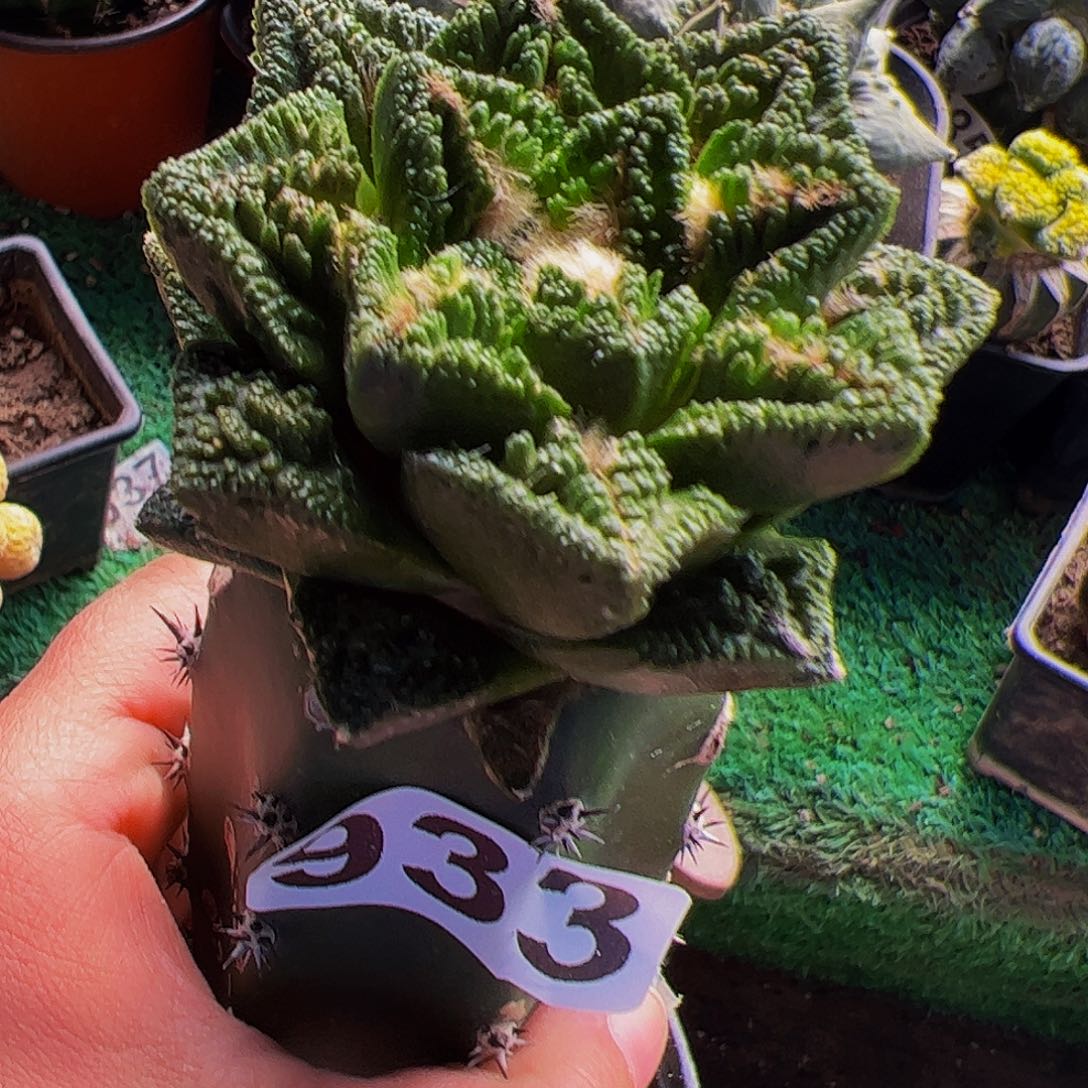 无花朵隔尤辛顿牡丹933