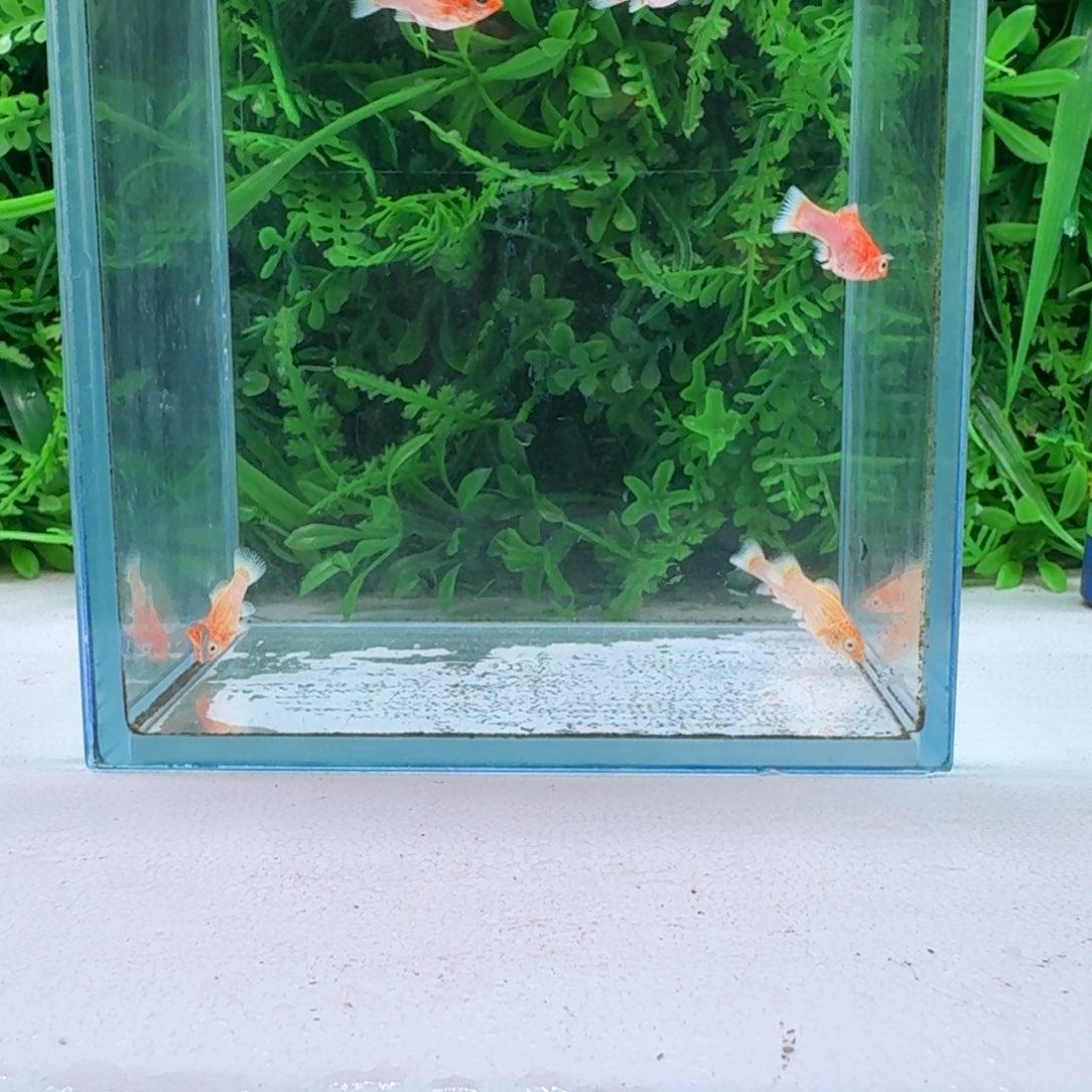 黑玛丽鱼216号玛丽苗子8+2备损