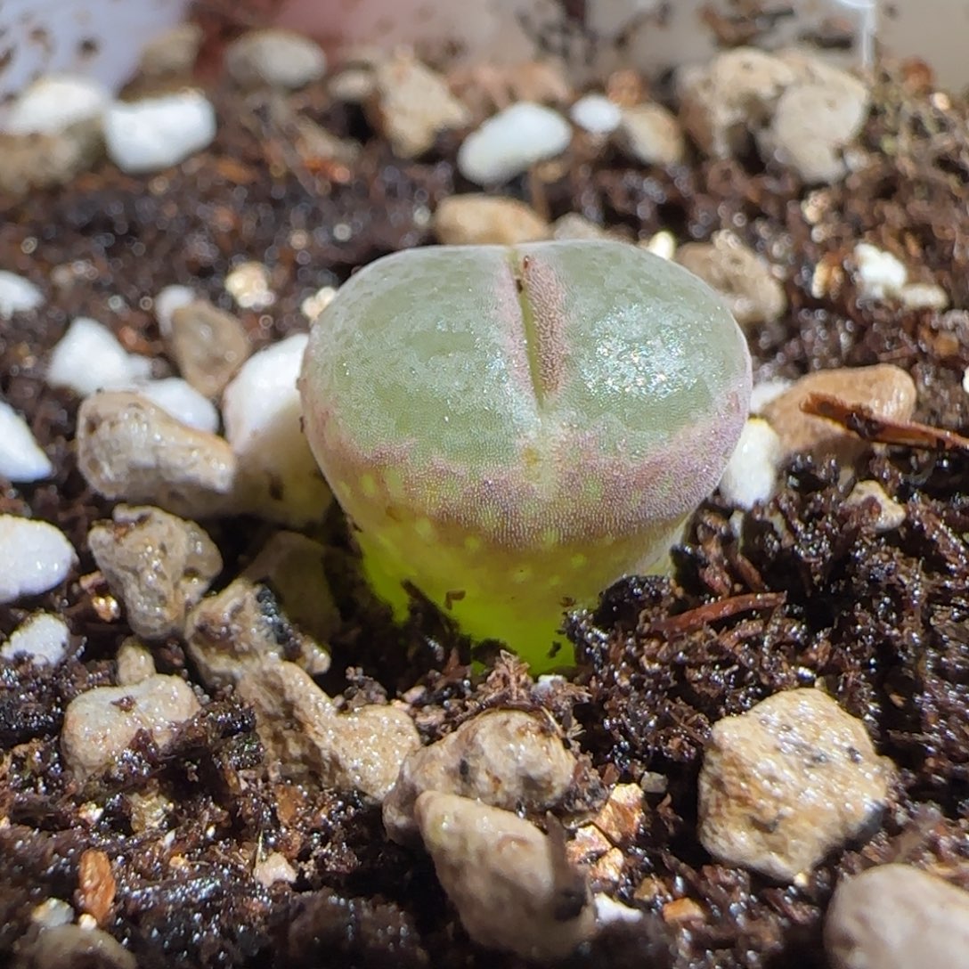肉锥多肉植物组合-安格406