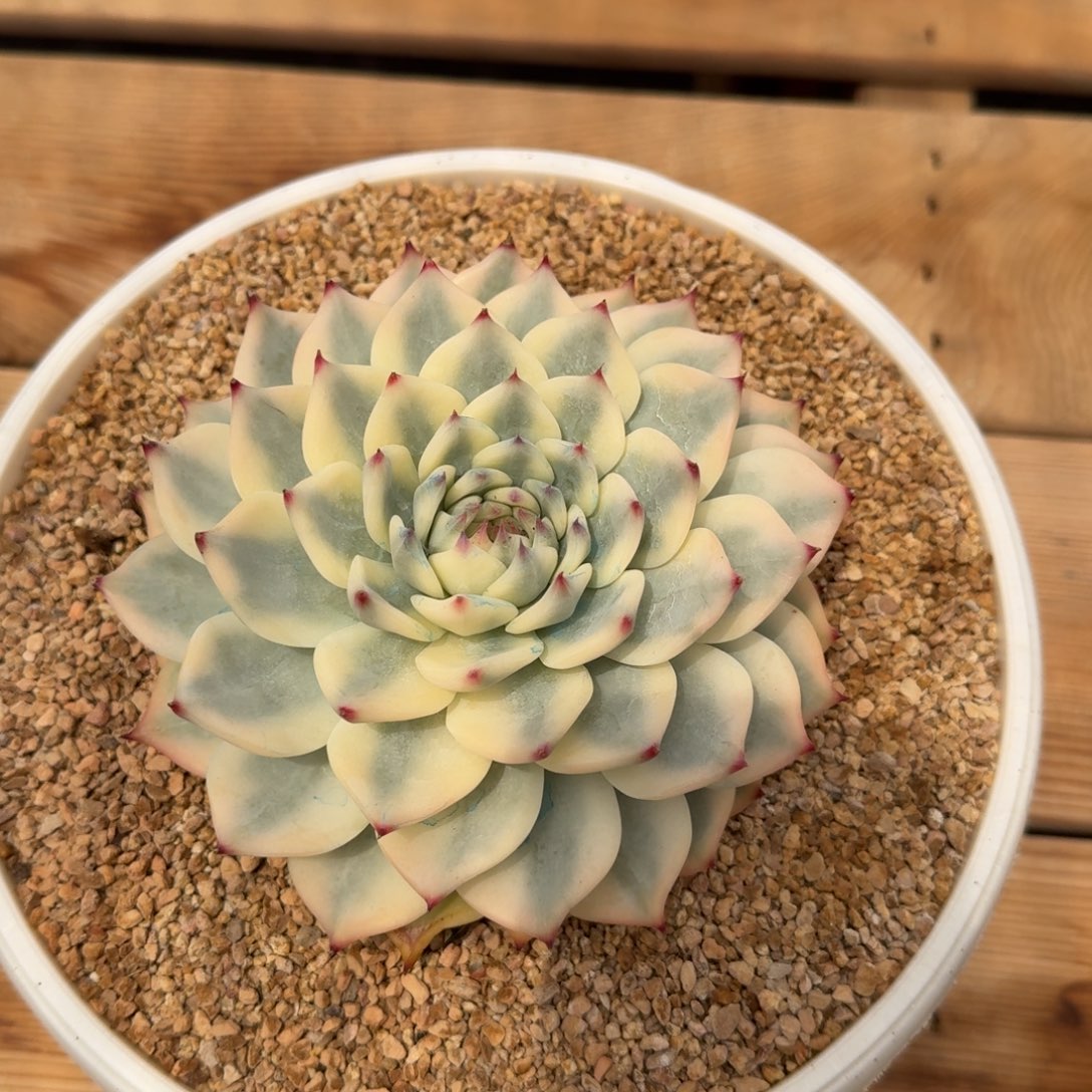 吉娃娃锦/安吉园艺