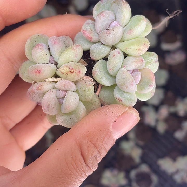 冰玉石化双头随机发