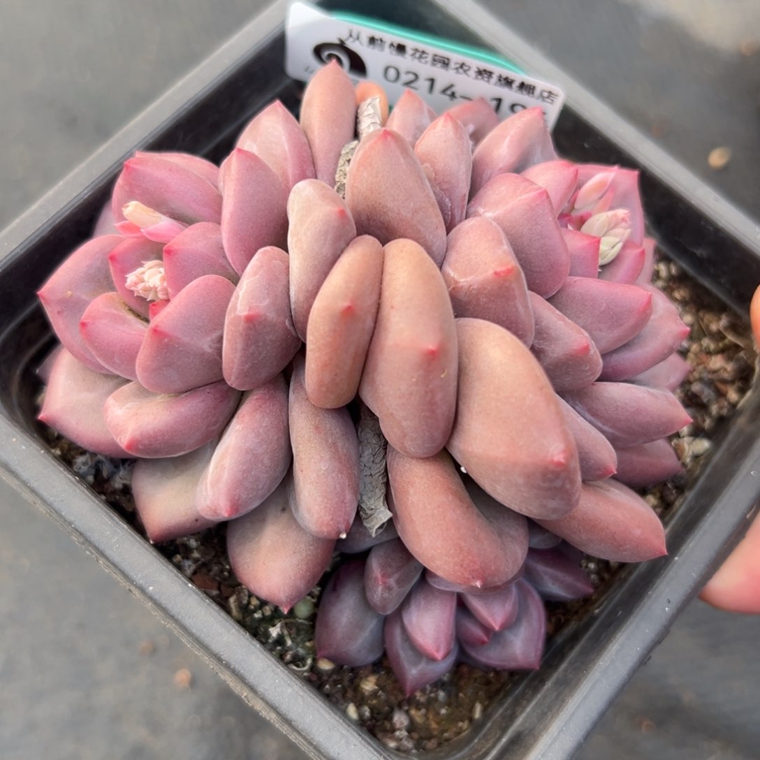 多肉一物一拍0214-194