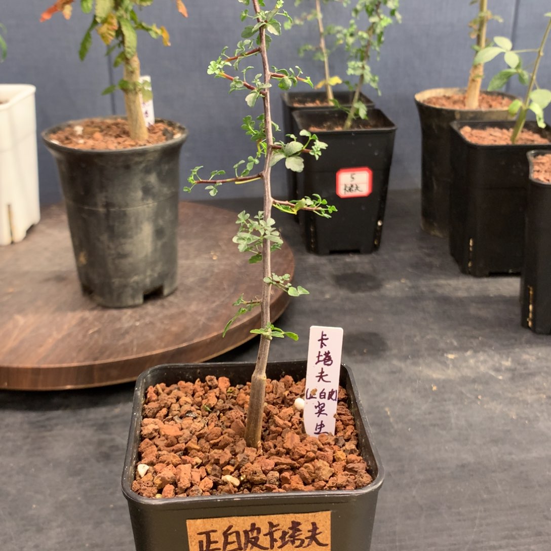 卡塔夫正白皮实生带盆