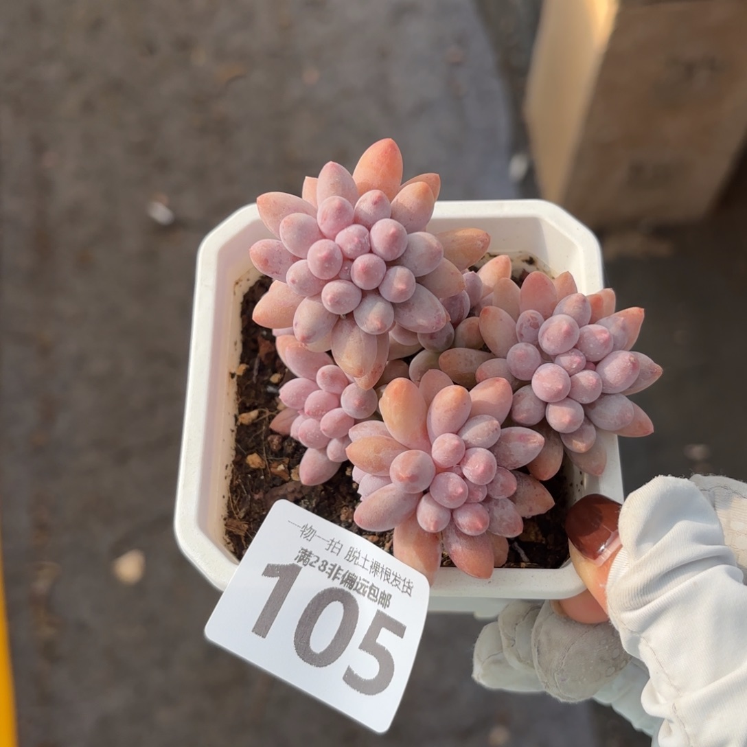 婴儿手指老桩无盆土发货