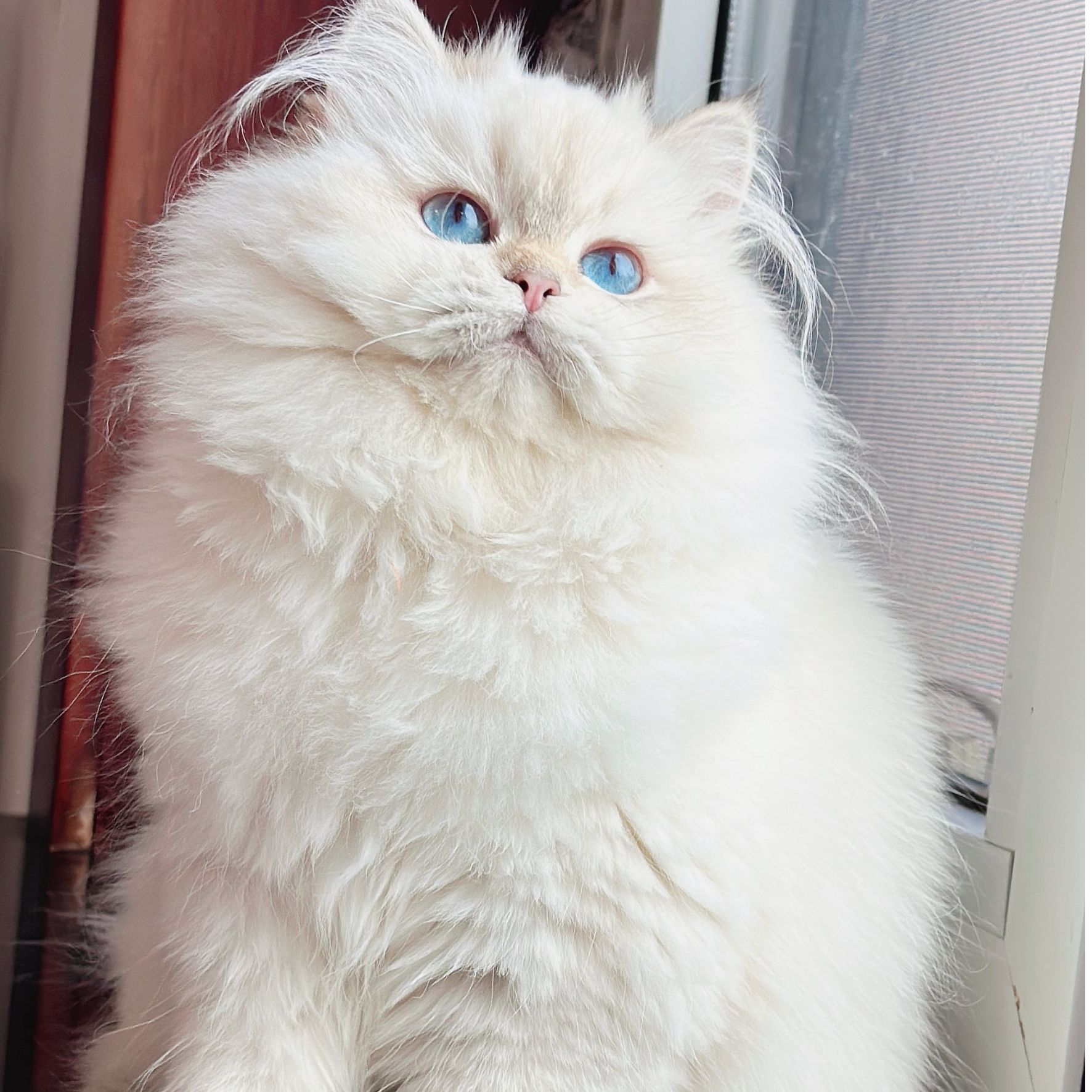 【刘小闹(紫丁香猫舍)】可爱的活体猫猫链接