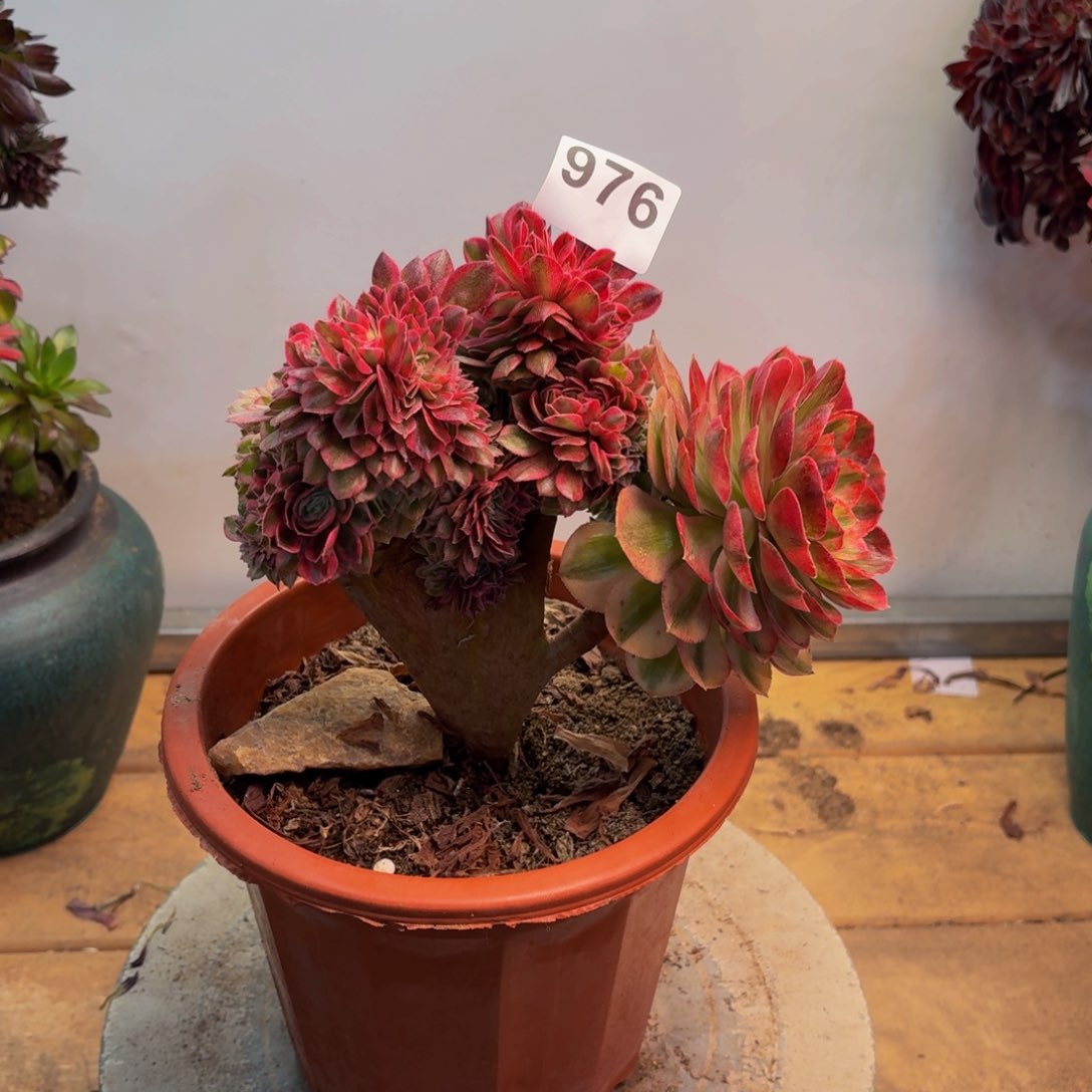 多肉法师万白缀976