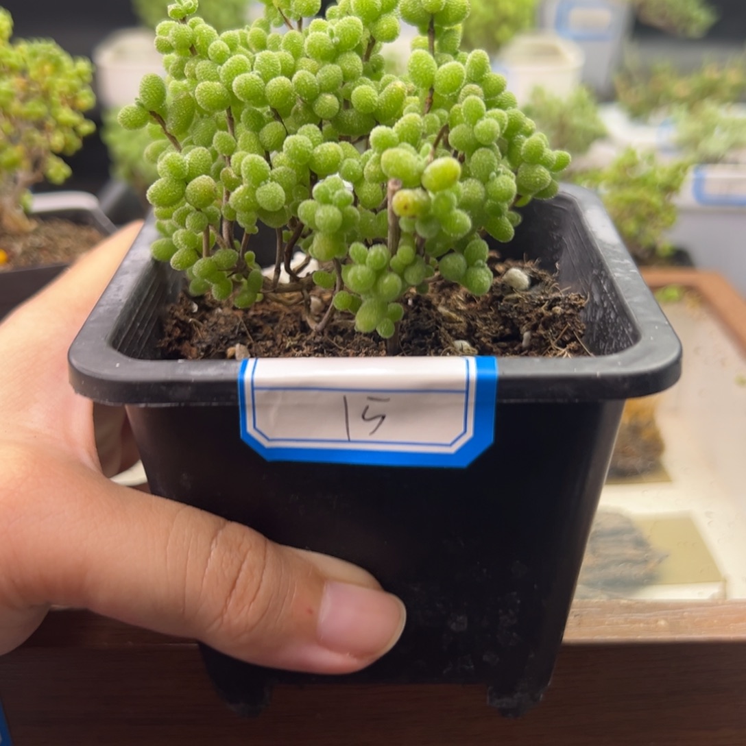 15号链接金桔糖球10厘米盆