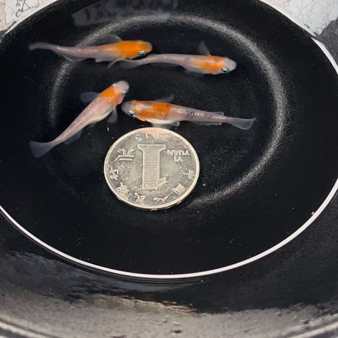 青鳉鱼醒狮碎花4条25号