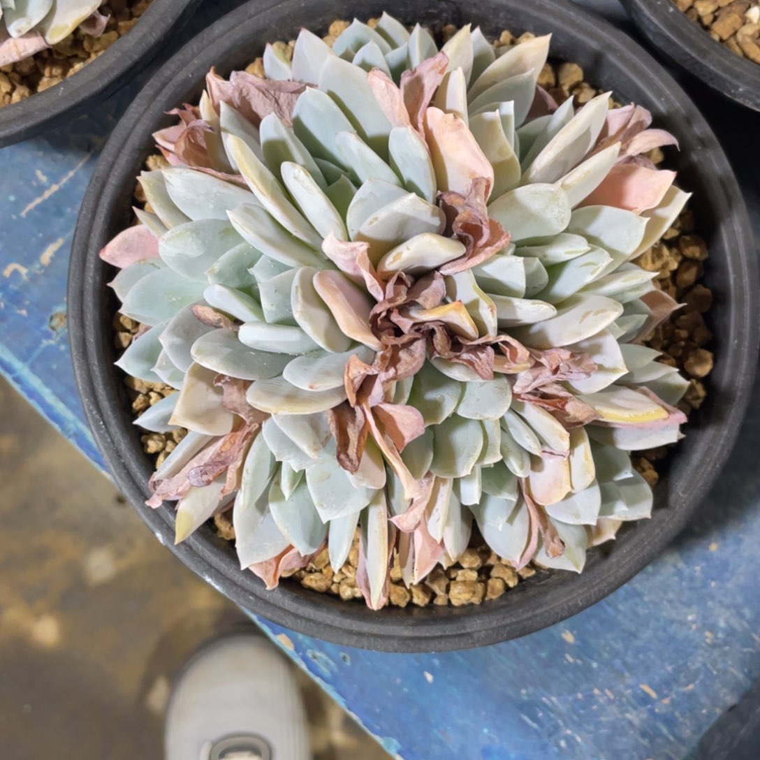 雪特一物一拍中通快递