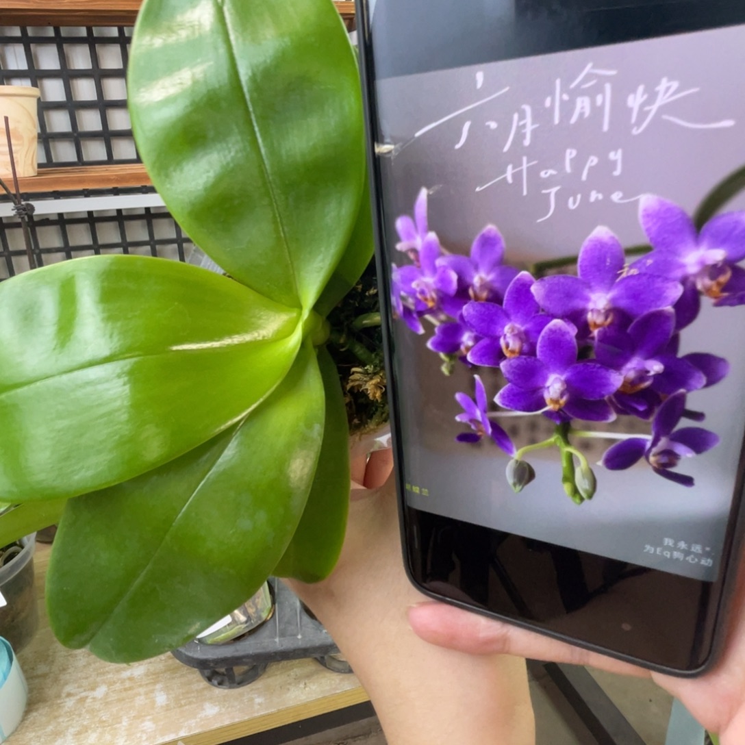 完全开放EQ狗-花剑苗-1802