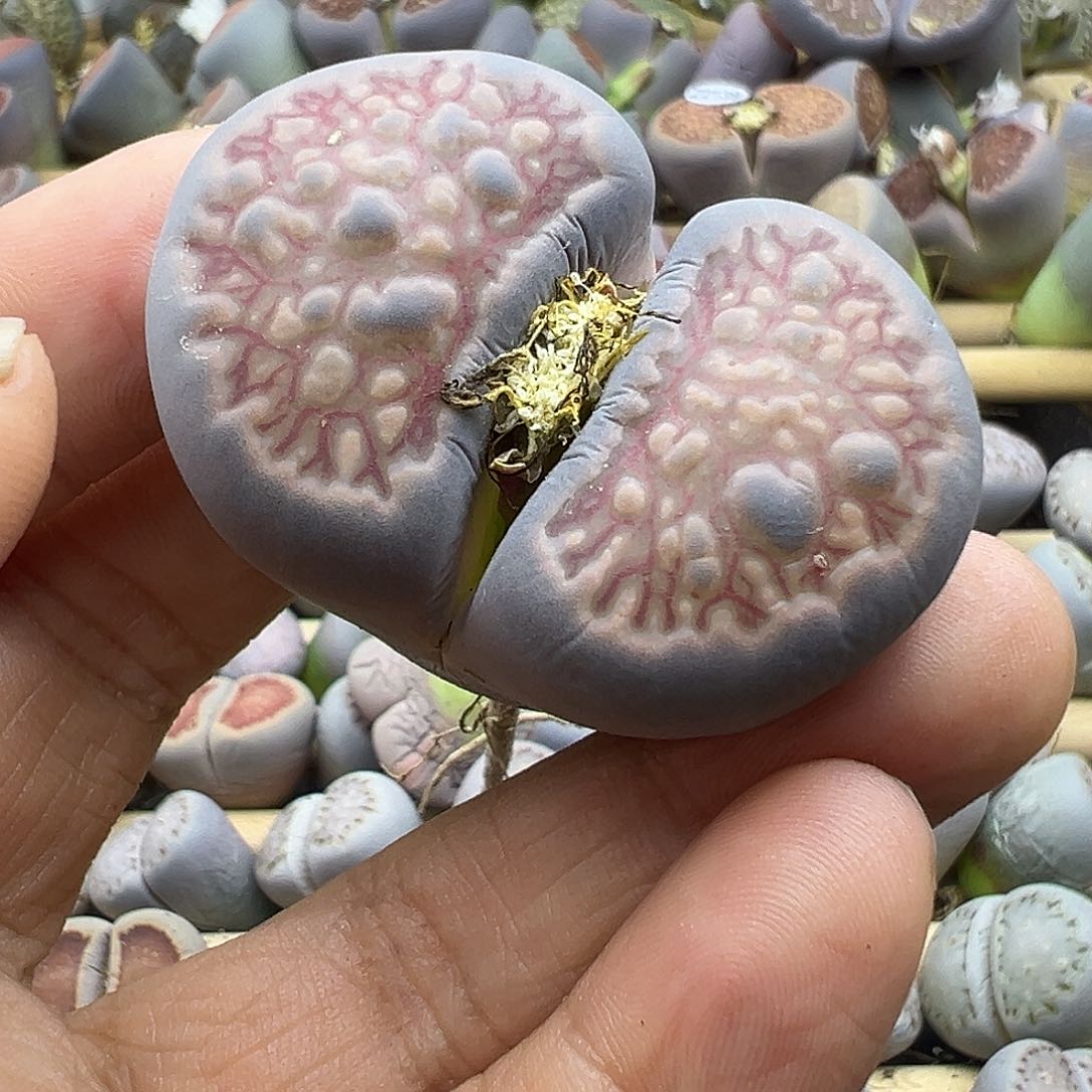 2157 生石花福利清货