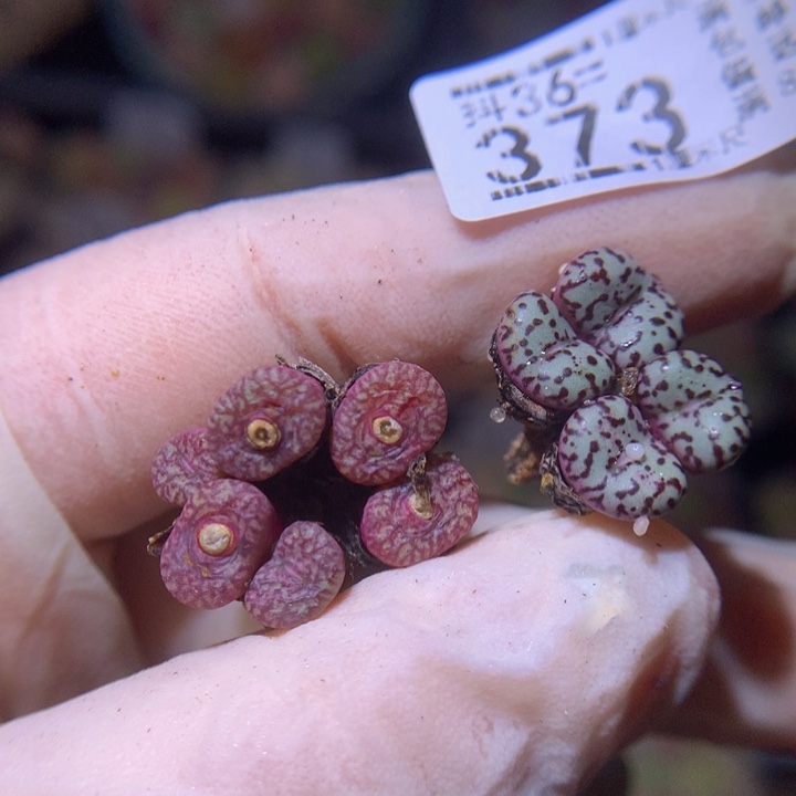 c****✿精品生石花36.373