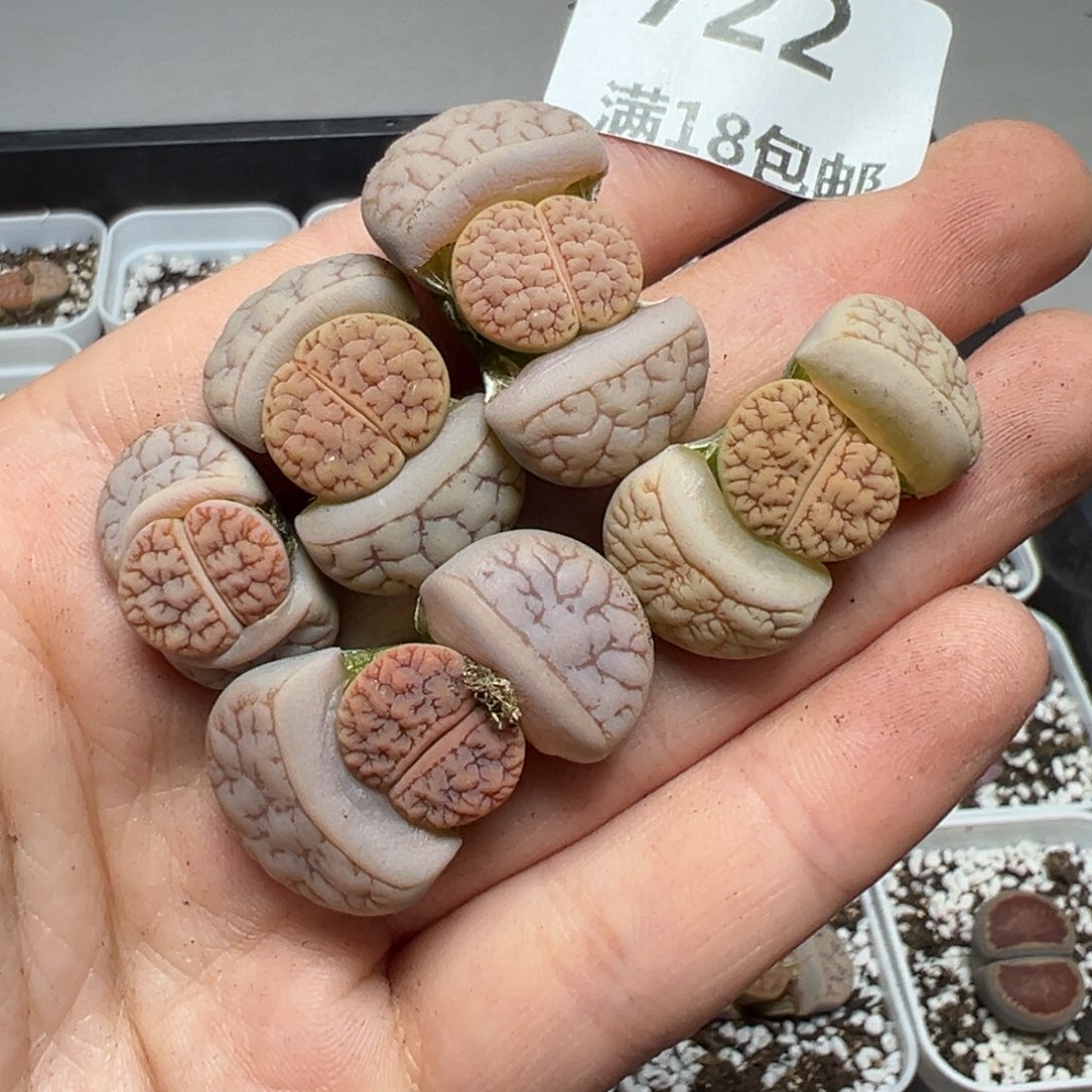 【闪购商品】一*722……