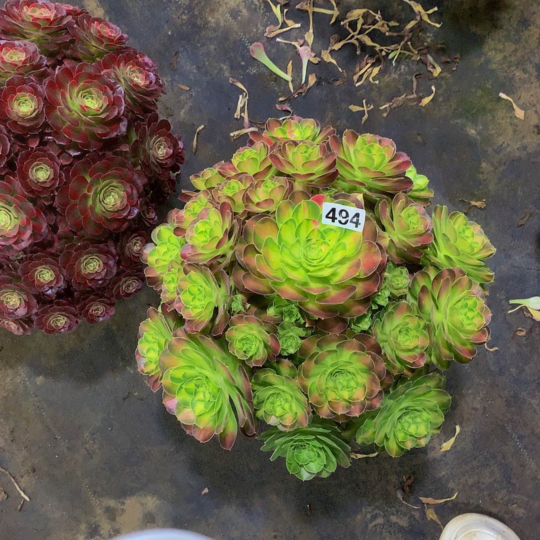 陌*494花韶华888888888