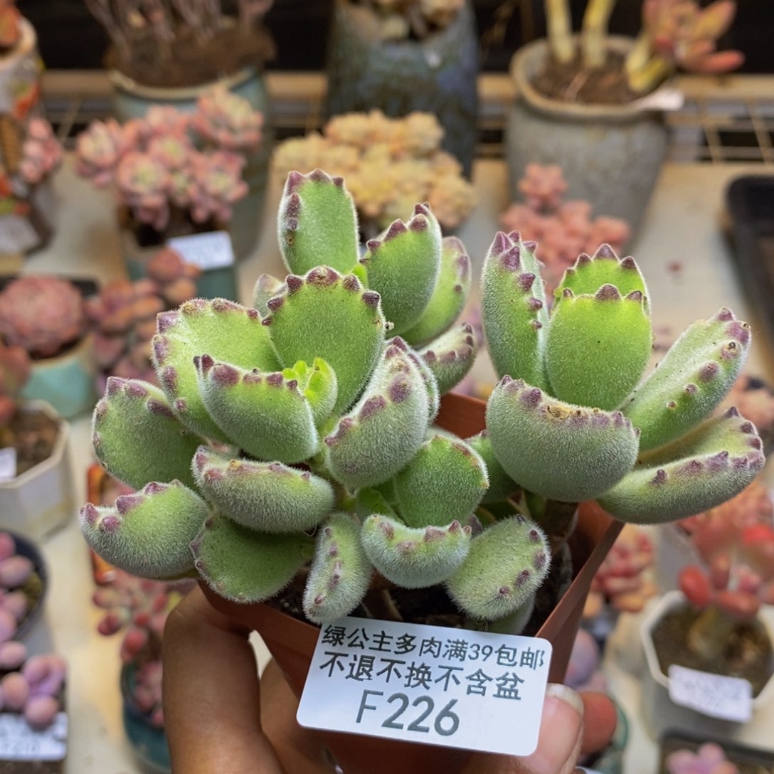 226猫抓轻微掉叶