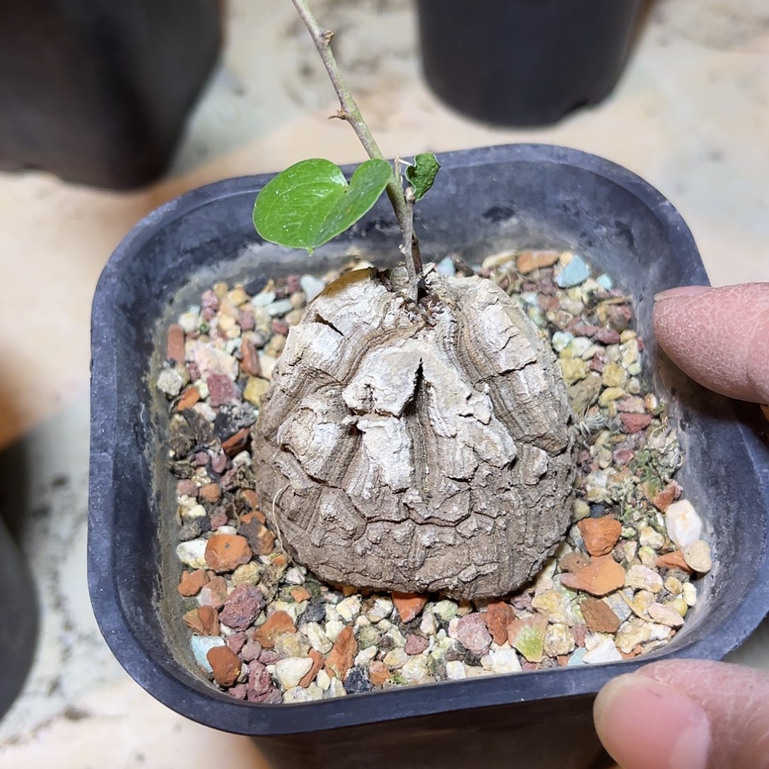 龟甲龙一物一拍的