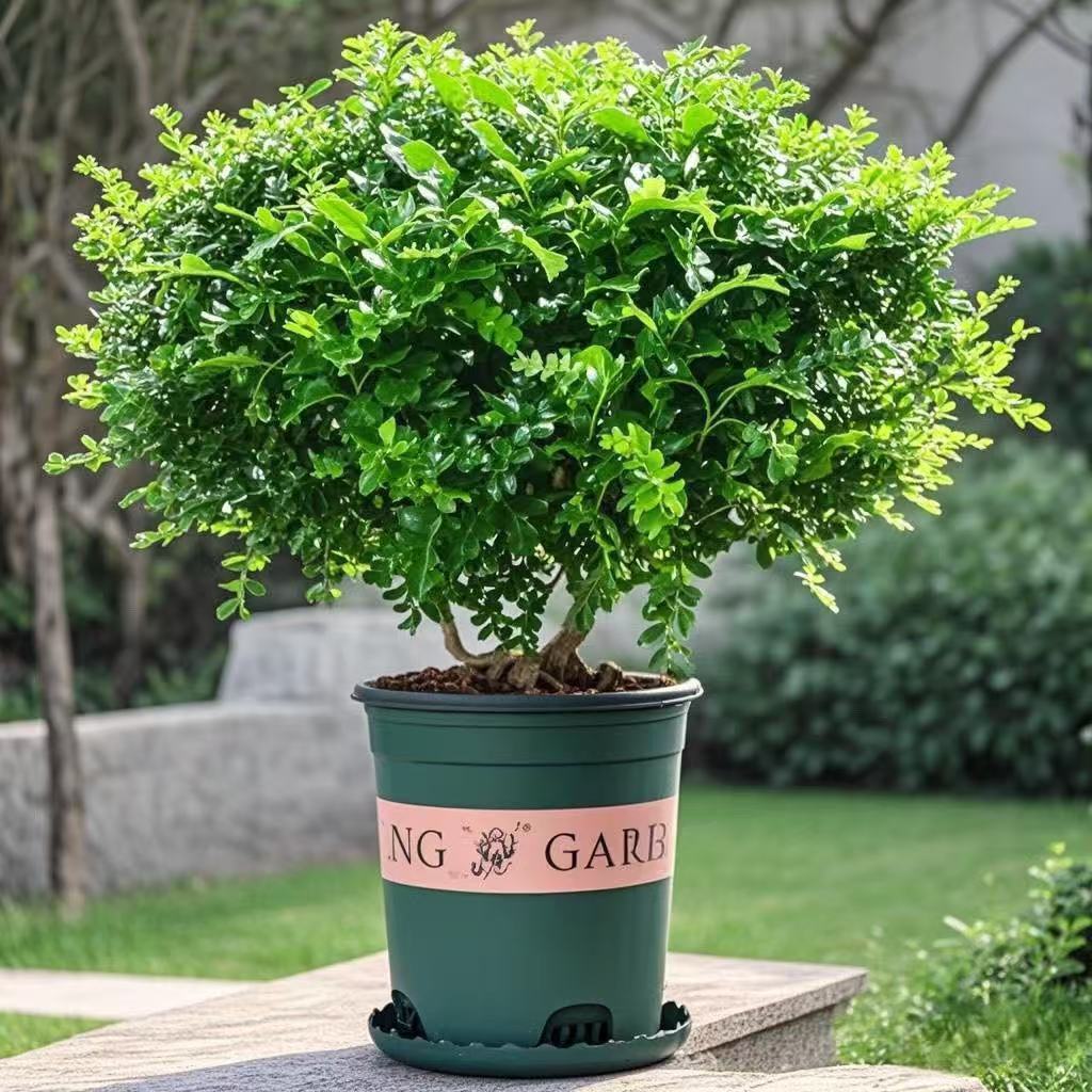 （加仑盆发货棒棒糖）（35-45cm）精品清香木胡椒木盆栽好养四季常青