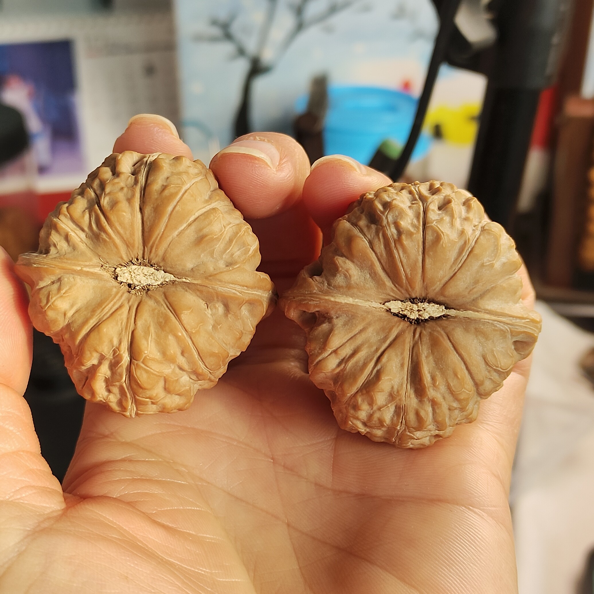 全品山地44南瓜蹲