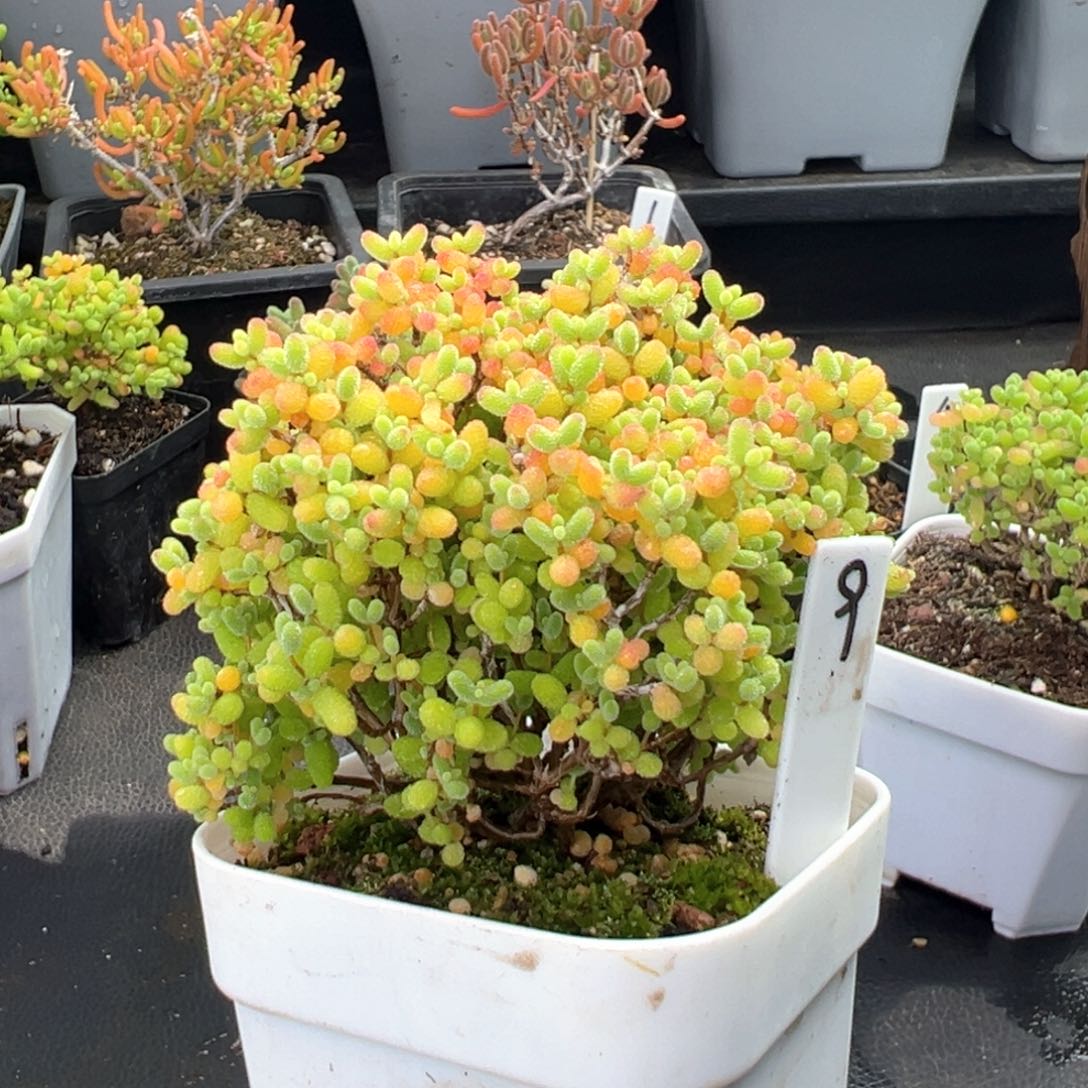 精控蜜橘糖球9号