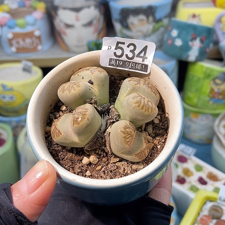 大舅生石花肉锥多肉534